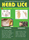 Communicable Skin Diseases: Head Lice, Poster